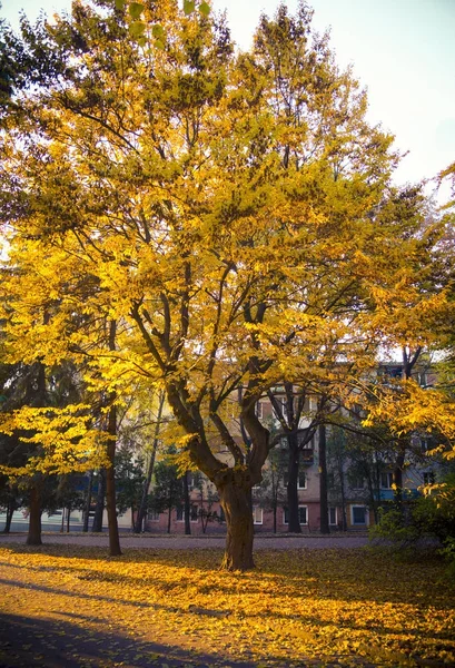 Paisaje Otoñal Parque Ciudad Hojas Color Amarillo Brillante Los Árboles —  Fotos de Stock