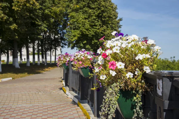 Flores Rosadas Petunia Vladimir City — Foto de Stock