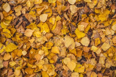 Sonbahar sarı yaprakları arka plan