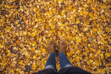 Sonbahar sarı yaprakları arka plan