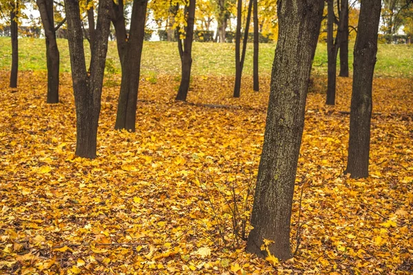 Herfst Het Stadspark — Stockfoto