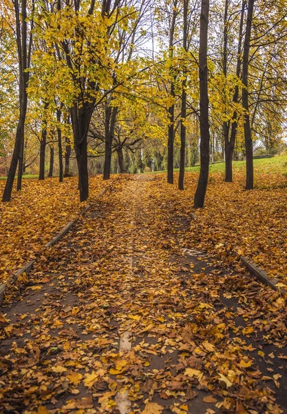 秋の都市公園 鮮やかな紅葉の道に — ストック写真