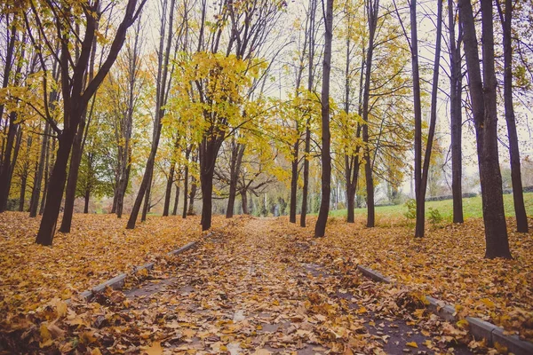 Herfstlandschap Het Stadspark — Stockfoto