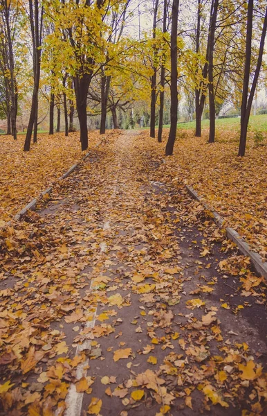 Road in the city park — Stock Photo, Image