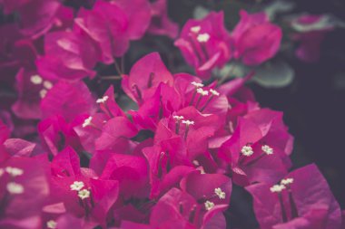 Bougainvillea çiçek bush açık