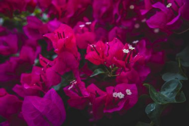 Yaz aylarında Blooming Bougainvillea