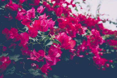 Baharda Blooming Bougainvillea otdorr