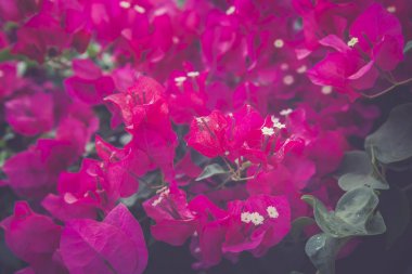 Bougainvillea çiçek bush arka plan