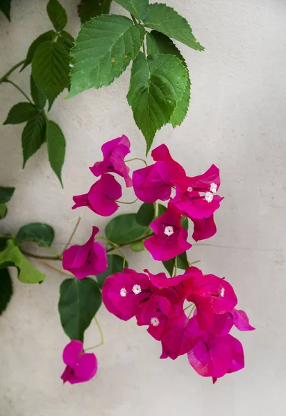 Bougainvillea Flower Bush Background — Stock Photo, Image
