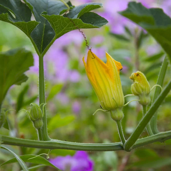 Fleurs Citrouille Dans Jardin Maison — Photo