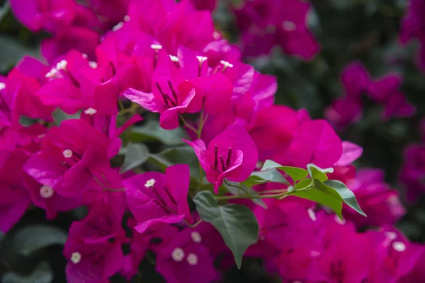 Vackra bougainvillea blommor — Stockfoto