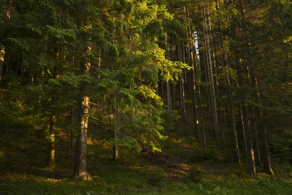 Bosque Cárpatos Ucrania — Foto de Stock