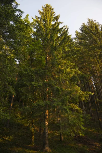 Foresta Dei Carpazi Ucraina — Foto Stock