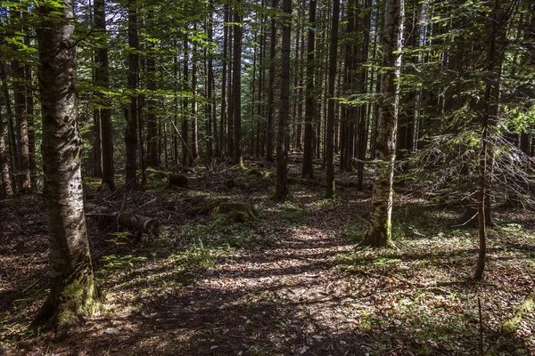 Bosque Los Cárpatos Hora Verano — Foto de Stock