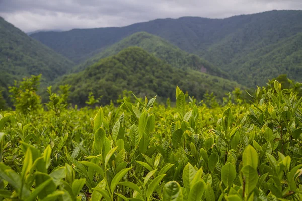 Solokhaul (büyük Sochi Krasnodar çay tarlaları)