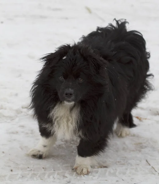 Bezpański pies odkryty — Zdjęcie stockowe