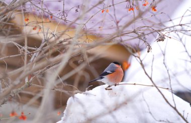Kışın dal şakrak kuşu