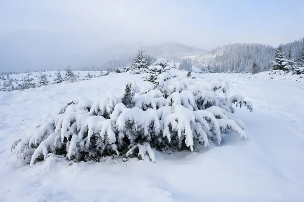 Paisaje Invernal Las Montañas Cárpatos — Foto de Stock