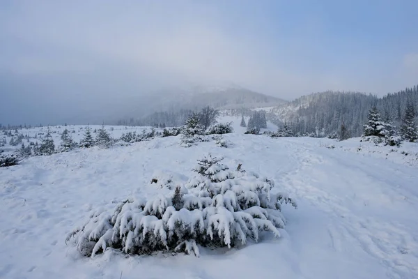 Paisagem Inverno Nas Montanhas Dos Cárpatos — Fotografia de Stock