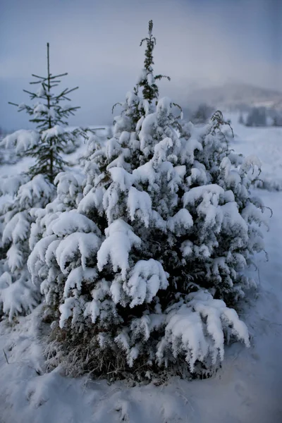 Abeto Bajo Nieve Cárpatos Mañana Invierno — Foto de Stock