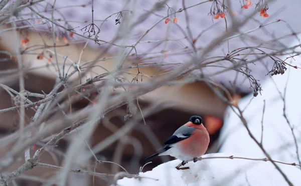 Bullfinch Sur Une Branche Hiver Dans Les Carpates — Photo