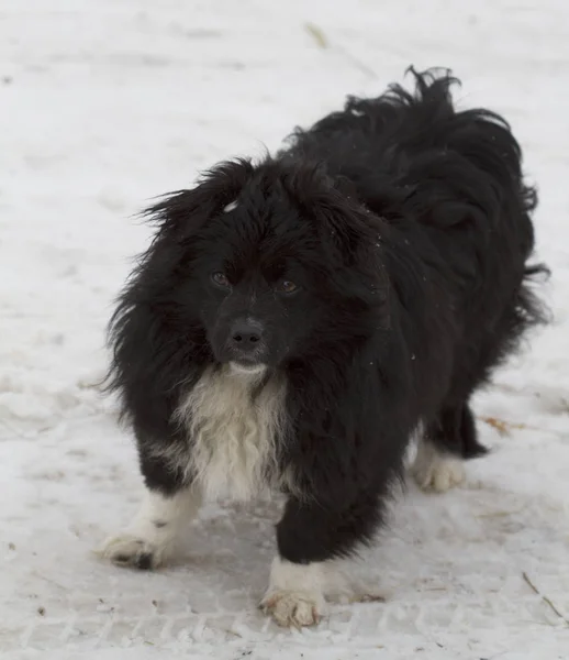Bezpański Pies Odkryty Zimie — Zdjęcie stockowe