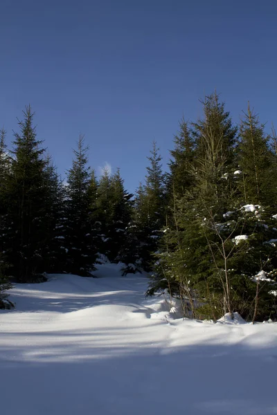 Carpathians 산에서 겨울 풍경 — 스톡 사진