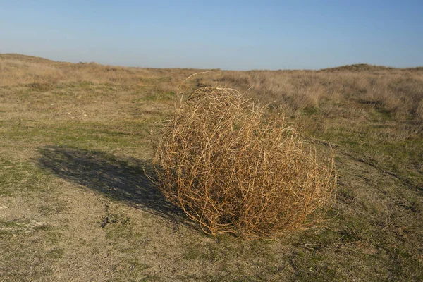 Tumbleweed Kuru Bozkır Olduğunu — Stok fotoğraf