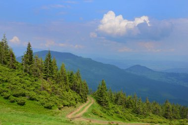Yol çam ormanı içinde Ukrayna Karpatlar