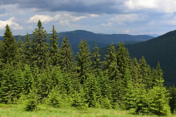 Letní krajina v Karpat — Stock fotografie