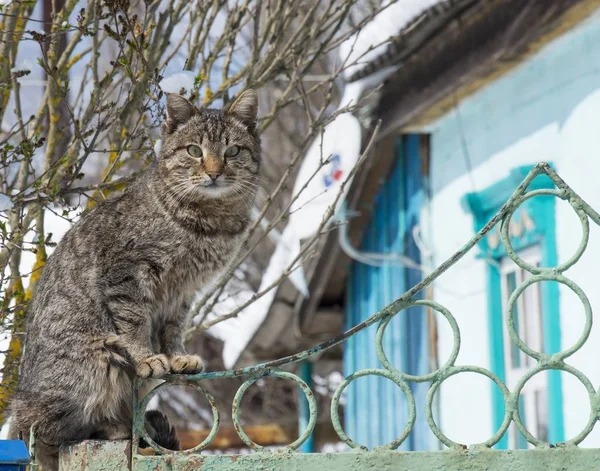 Katze auf dem Zaun — Stockfoto