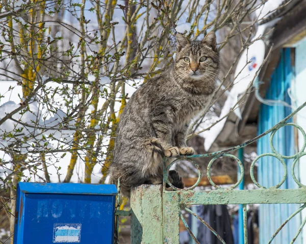 Chat Adulte Gris Assis Sur Une Clôture Près Maison — Photo