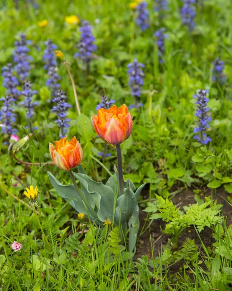 Orange tulip — Stock Photo, Image