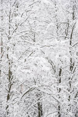 Kışın karla kaplı ağaçlar