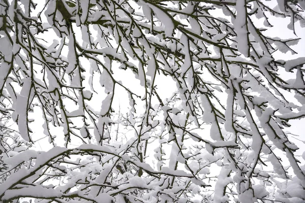 冬季积雪覆盖的树木 — 图库照片