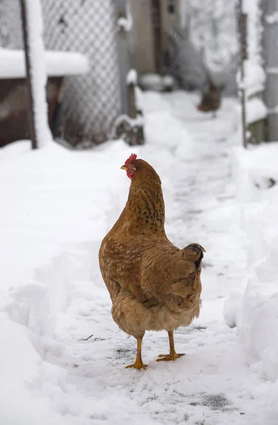 Chickens walking on snow
