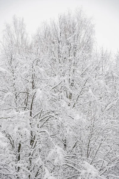 Sfondo invernale — Foto Stock