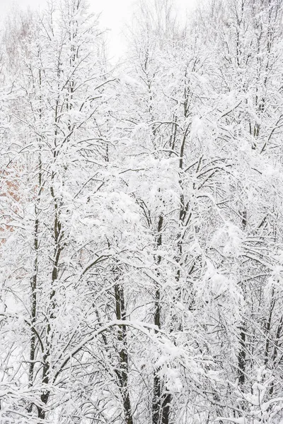 Zasněžené Stromy Zimě — Stock fotografie