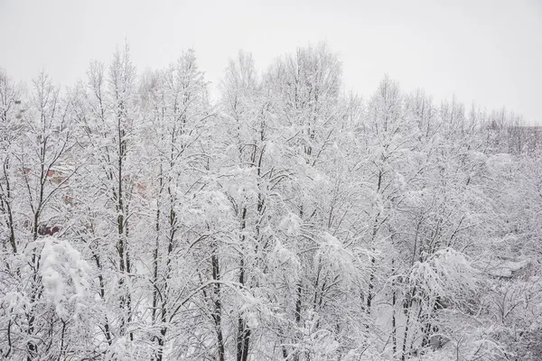Snötäckta Träd Vintern — Stockfoto