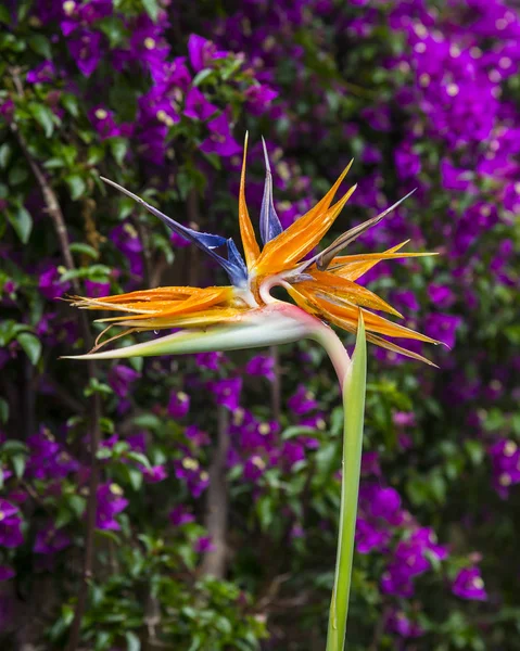 Strelitzia Reginae květ záběr — Stock fotografie