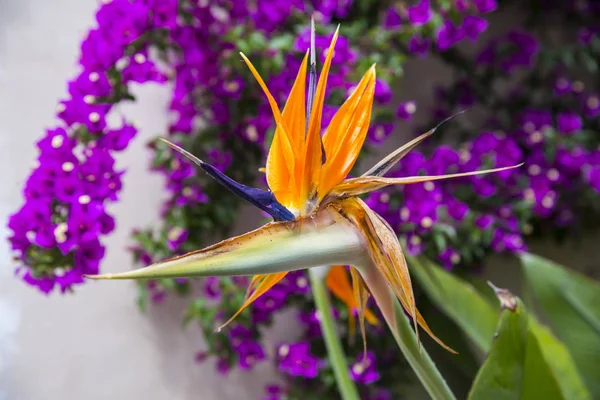 Strelitzia Reginae Blomma Närbild Paradisfågeln Blomma — Stockfoto