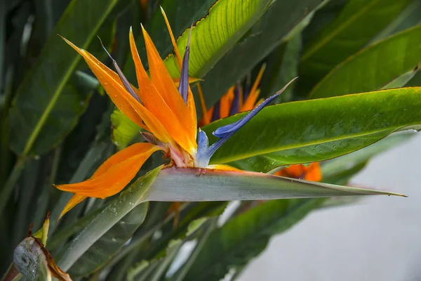 Strelitzia Reginae flor primer plano. Pájaro del paraíso flor — Foto de Stock