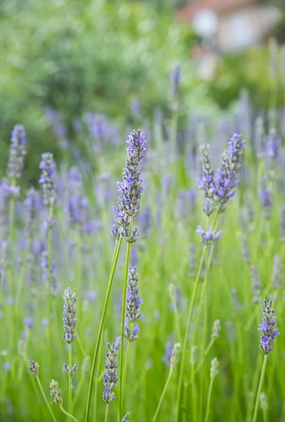 Jardim Com Lavanda Florescente Hora Verão — Fotografia de Stock