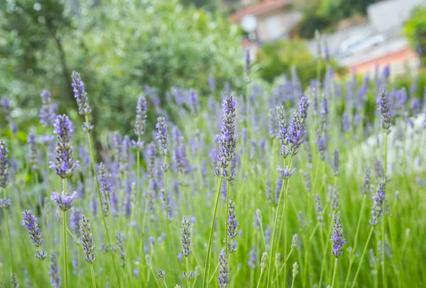 Lindas flores de lavanda — Fotografia de Stock