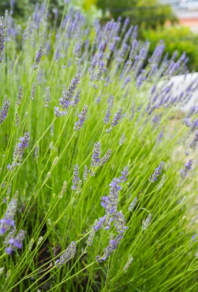 Lavanda Florescente Jardim Hora Verão — Fotografia de Stock