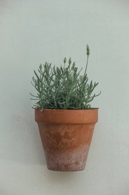 Duvardaki bir çiçek tencerede lavanta çiçekleri