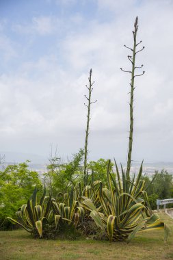 Yolun Garraf, İspanya yakınındaki agav bitkiler