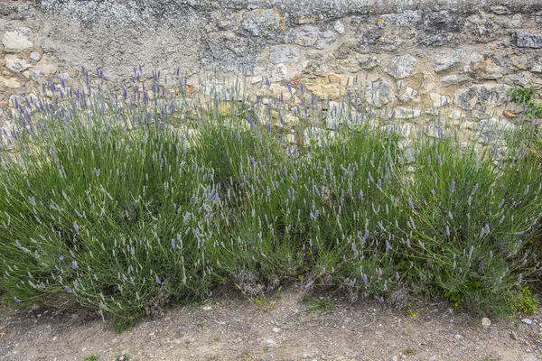 Violette Lavendelblüten Garten — Stockfoto