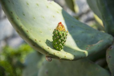 Kaktüs Opuntia Çiçek, İspanya