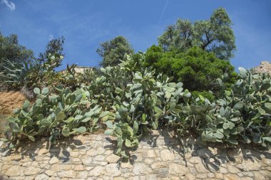 Saç ekimi, kaktüsler Opuntia surların üzerinde. Sant Pere de Ribes, Garraf, il Barcelona, İspanya